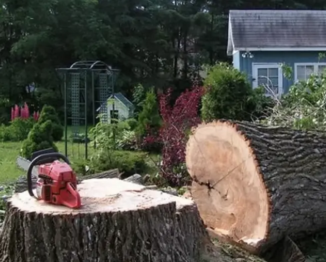 abattage d’arbre Mulhouse en zone sensible réalisé sur nacelle, précision et sécurité renforcée