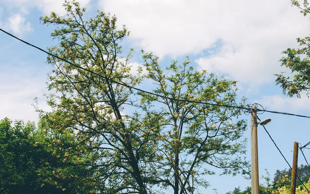 dégagement fils électriques Mulhouse réalisé par un professionnel avec nacelle et assurance RC Pro