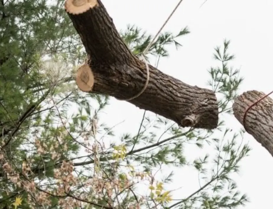 abattage d’arbre Mulhouse par démontage progressif, intervention sécurisée en milieu contraint