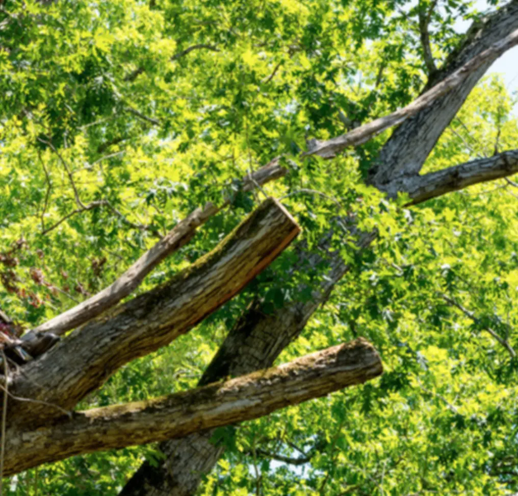 élagage Mulhouse en hauteur réalisé sur nacelle, intervention précise en zone sensible avec sécurité renforcée