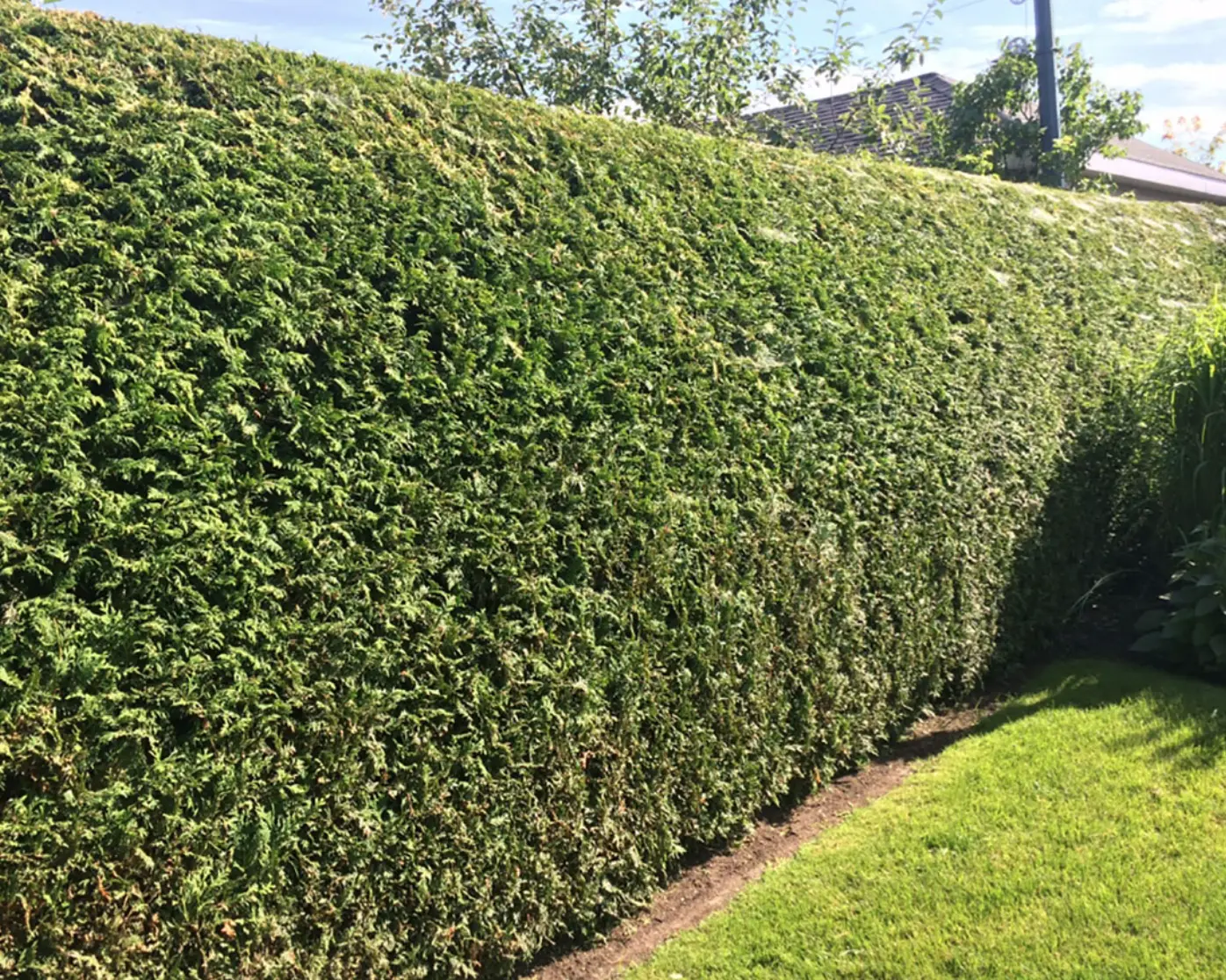 taille de haie Mulhouse avec entretien régulier pour préserver la densité, la santé et l’esthétique des haies