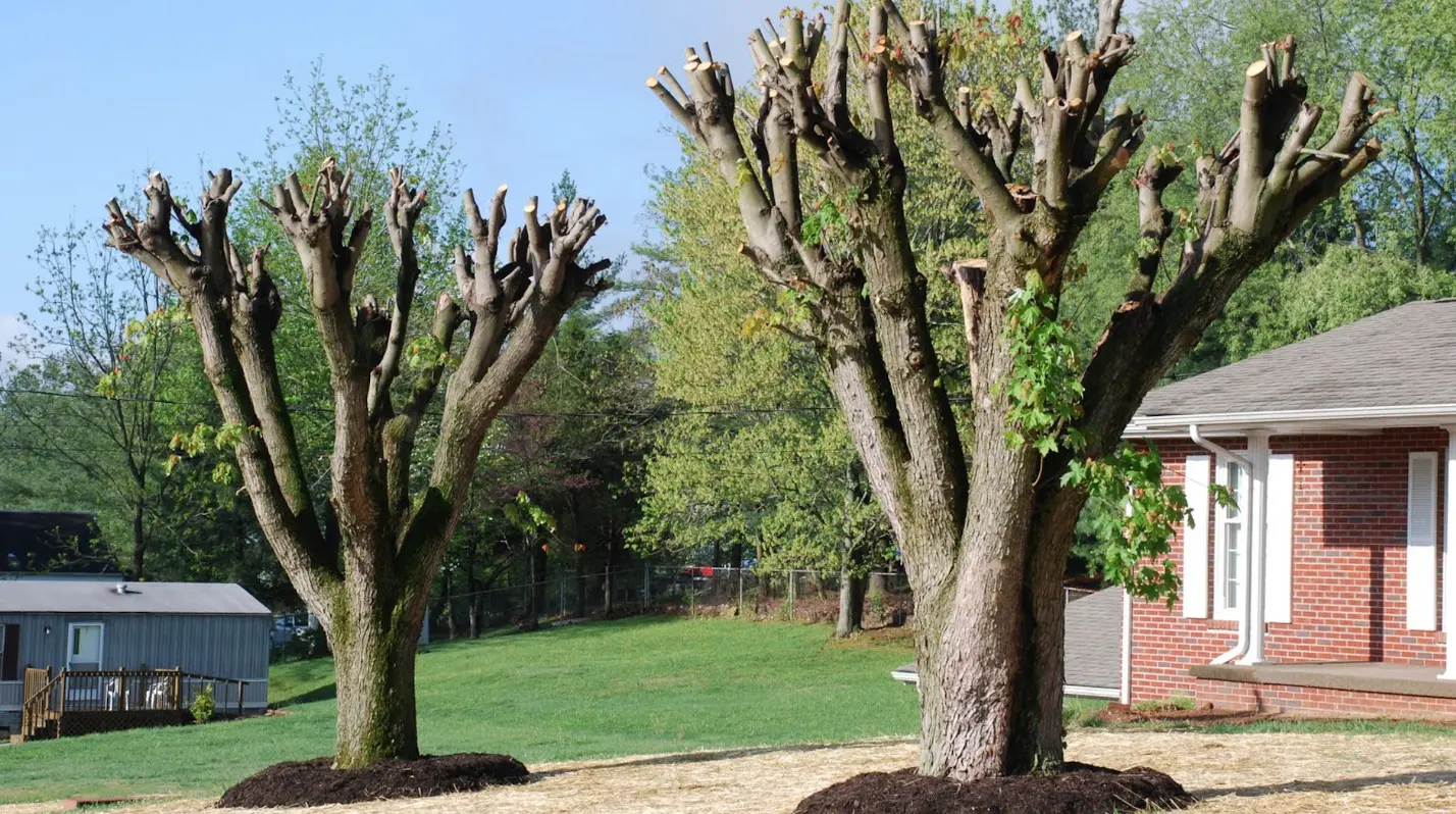 élagage Mulhouse avec étêtage d’arbre maîtrisé, intervention encadrée, sécurisée et réalisée sur nacelle si nécessaire