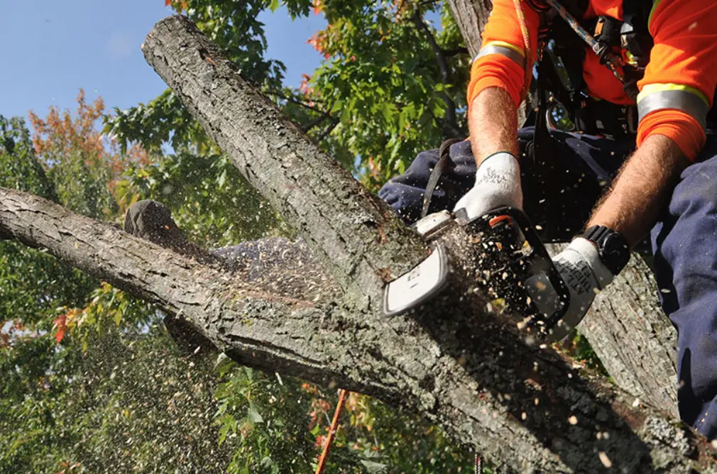 élagage Mulhouse avec soins arboricoles et entretien arbre pour favoriser la santé et la longévité des végétaux