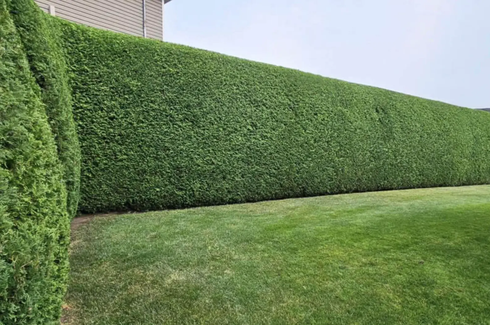 taille de haie Mulhouse réalisée par un professionnel, coupes adaptées, sécurité et résultat durable