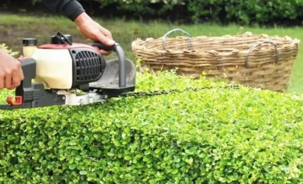 taille de haie Mulhouse et taille de végétaux réalisée avec précision pour structurer et valoriser les espaces verts